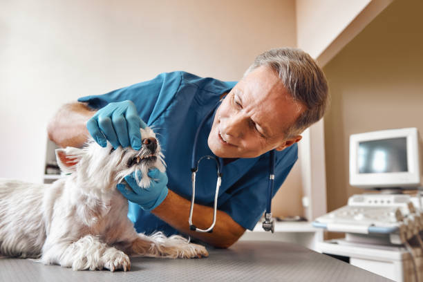 Best Chipped Tooth Repair Near Me  in Rockledge, FL
